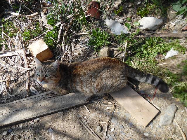 SAM_0420_(640_x_480) (2).jpg