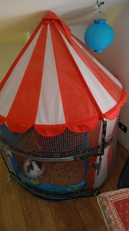 circo.jpg