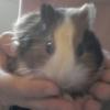 Luthien