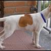 Mya-FoxTerrier