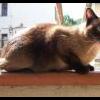 GattoMatto