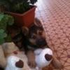Giorrgia