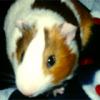 resha